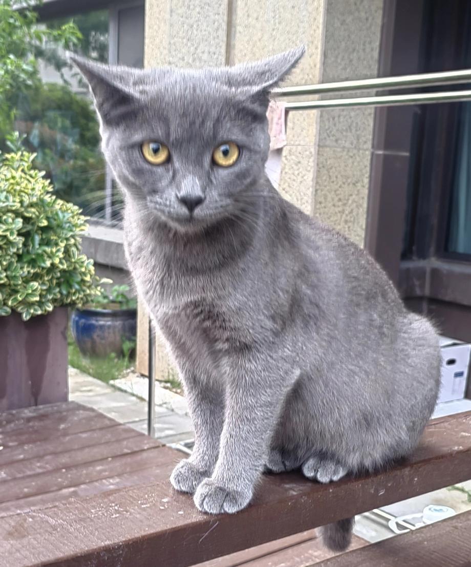 《一只小蓝猫》
       这是一只美国蓝猫和中华狸花猫生下的一只混血小蓝猫。