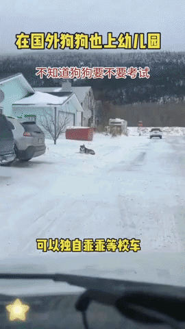 狗学校狗校车？都这么卷了吗？国外的狗狗都有专门的学校的学校上课，还有专门的校车接