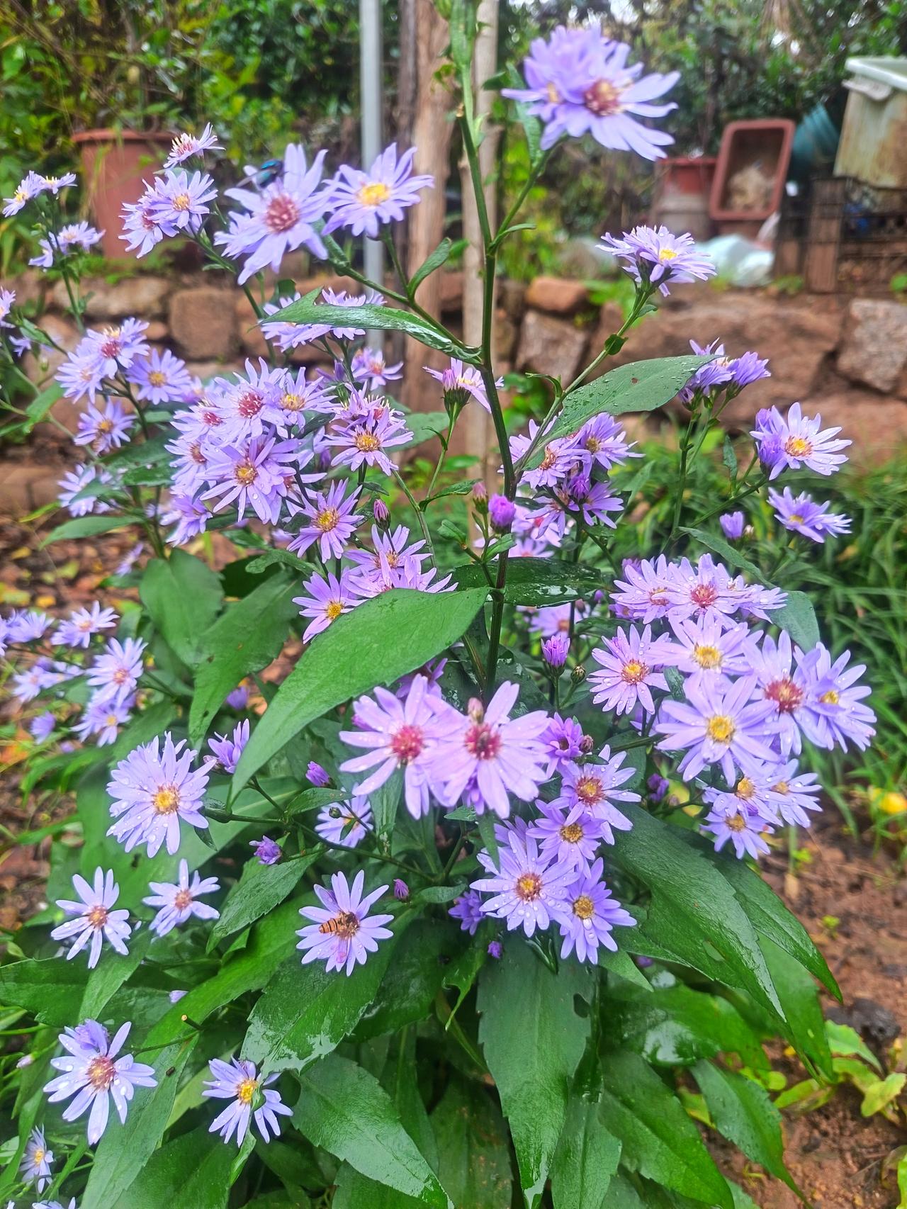 婆罗门引•秋色正好
方方（山东）


家山秋好，枫红菊艳映寒塘。风摇梧叶轻扬。几