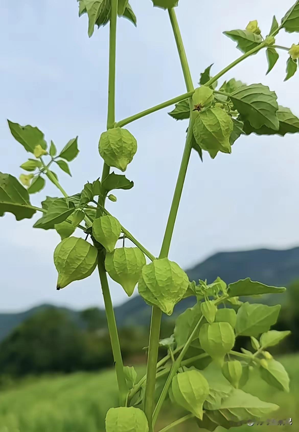一株长势旺盛的绿色植物在阳光下。儿时的记忆，你还记得叫什么吗？不能吃吧？[作揖]