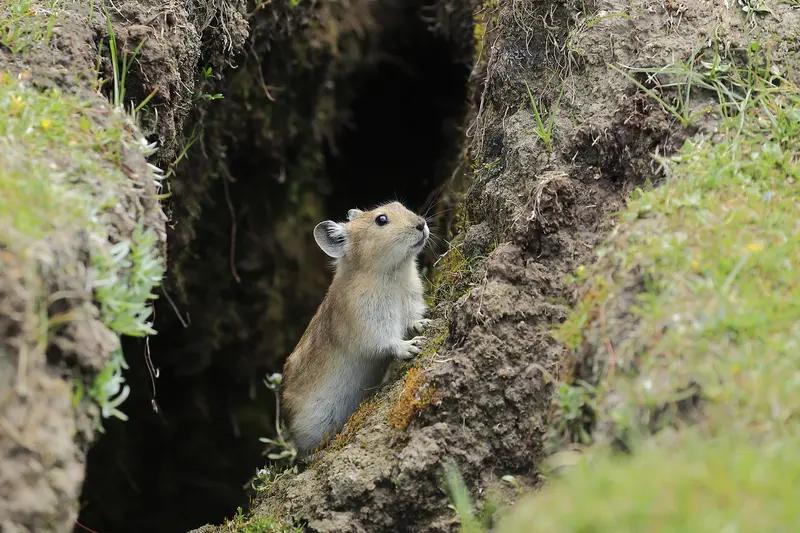 咱娃总瞎焦虑？看看这只“怕天塌”的田鼠，戳中多少内耗的人！
 
你家有没有这样的