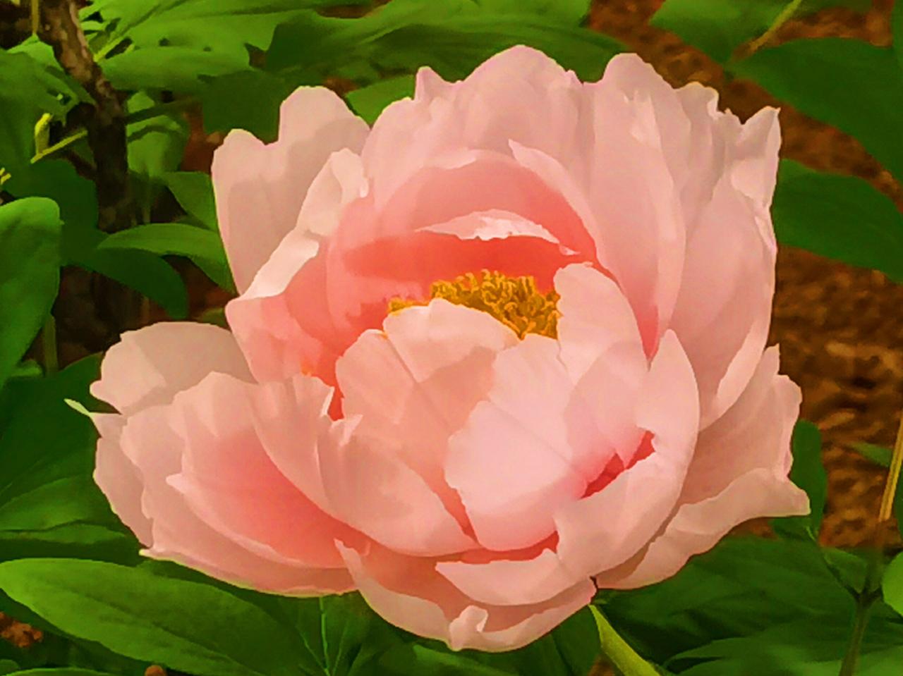 公园美丽景随拍