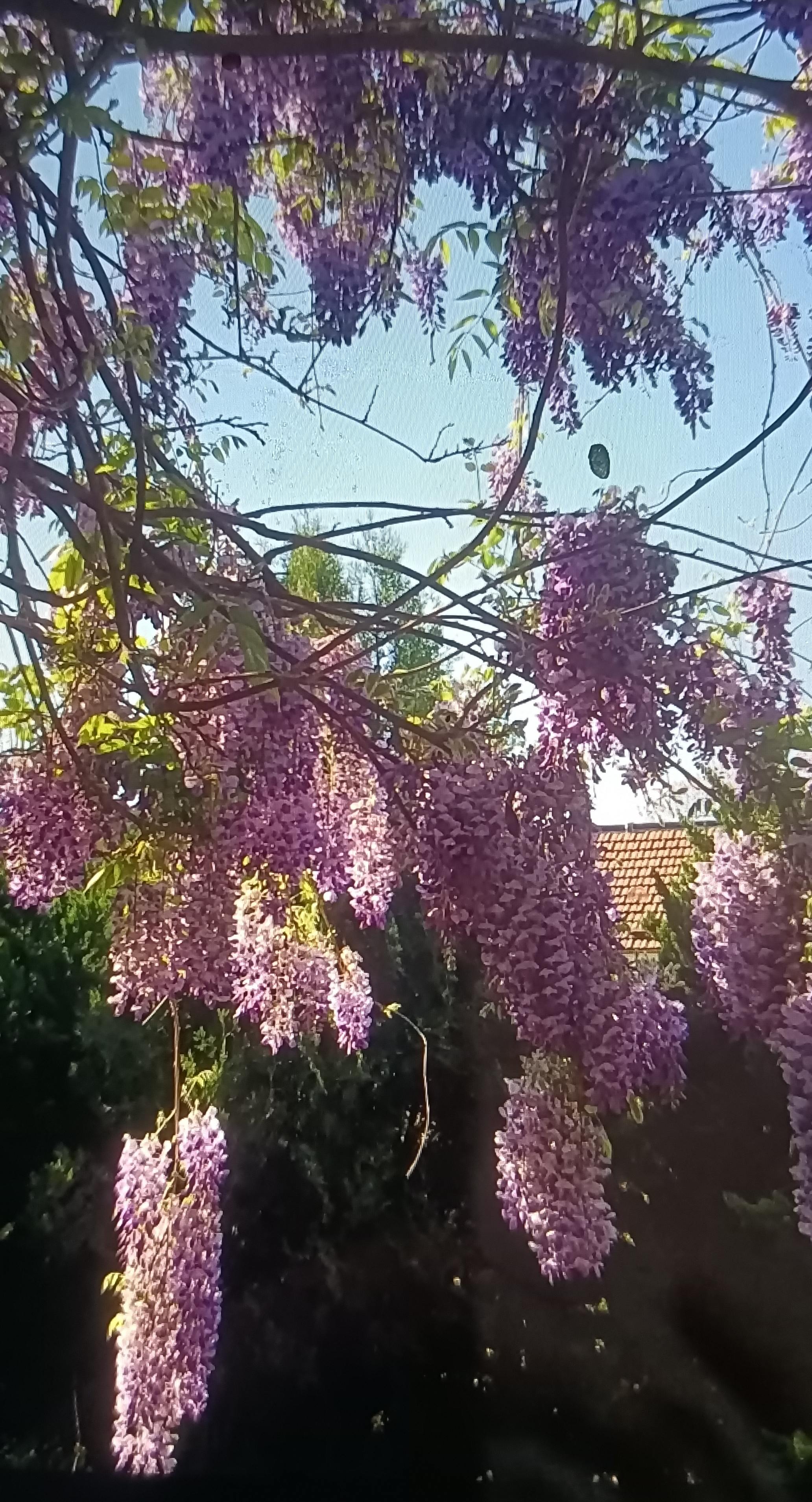春和景明，紫藤花开。看看我们马连沟村的紫藤花，真美啊😁