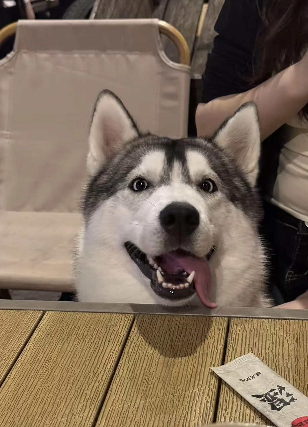 哈士奇是最可爱的小狗