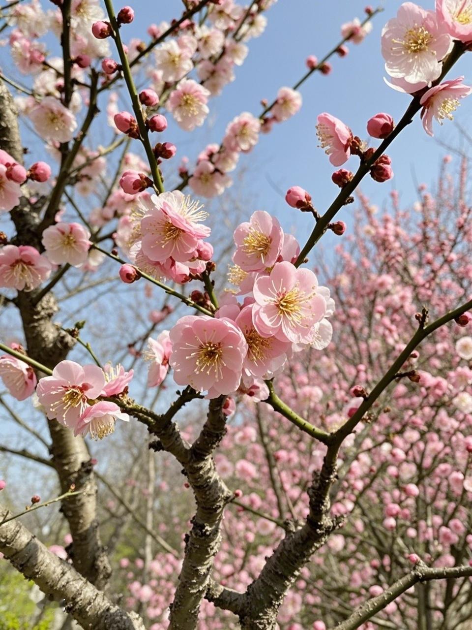 AI妙生图赏着梅花盼桃花。