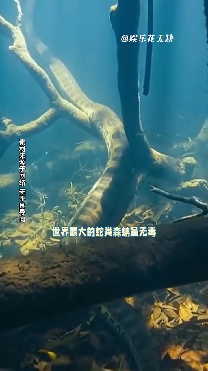 娱乐花无缺。
在亚马逊，你脚下的每一寸土地都是无数生命的墓碑。作为全球第一大河流