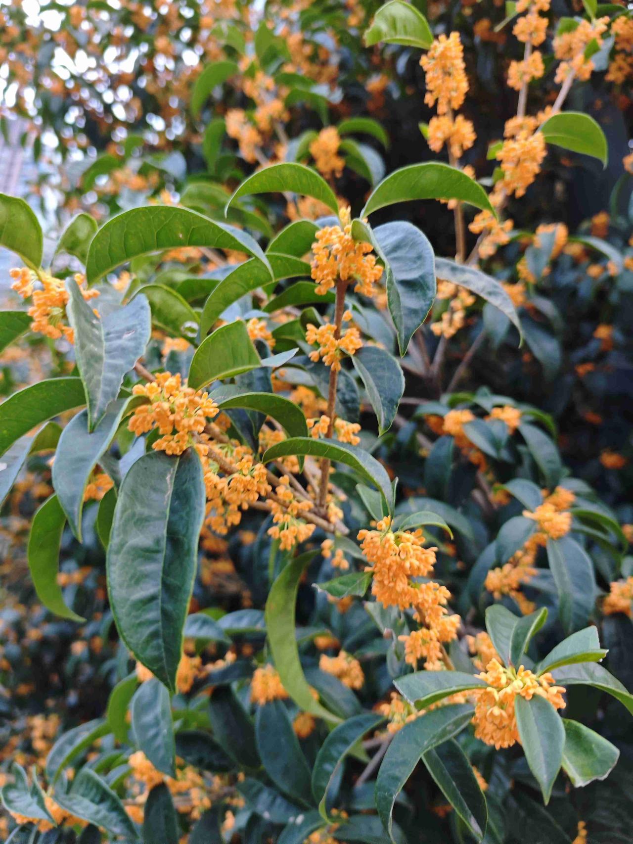 我的今日状态：😁轻松愉快
我这里的天气：☀️晴天

穿过熙熙攘攘摩肩接踵的人群