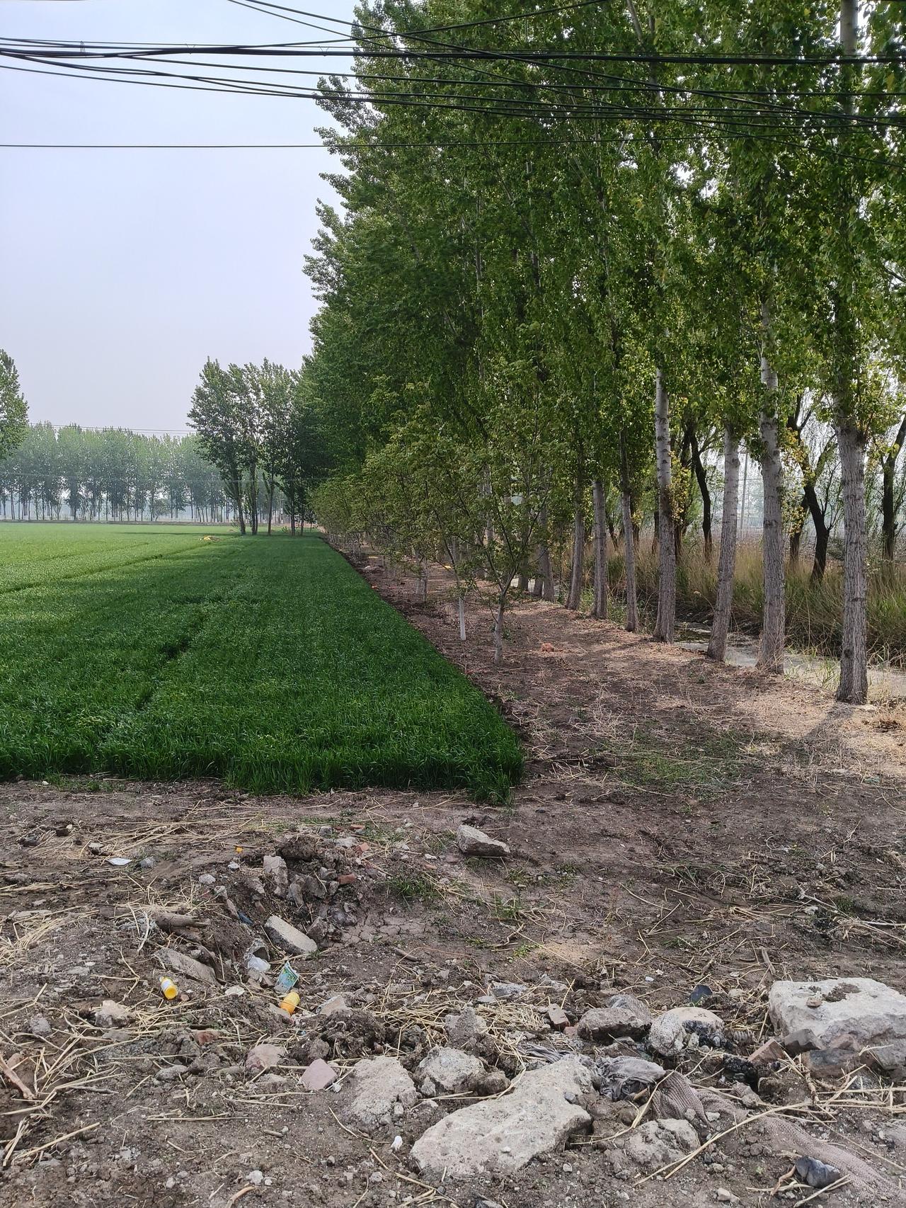 天津天气预报显示，今天起连续三天，天津将迎来大风天气，阵风达到6级左右，看来风又