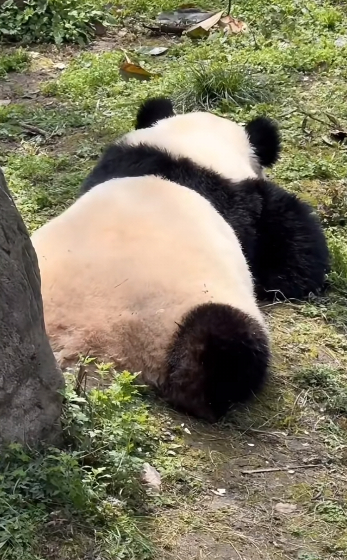 渝爱牌小熊毛毯～🐼 ​​​