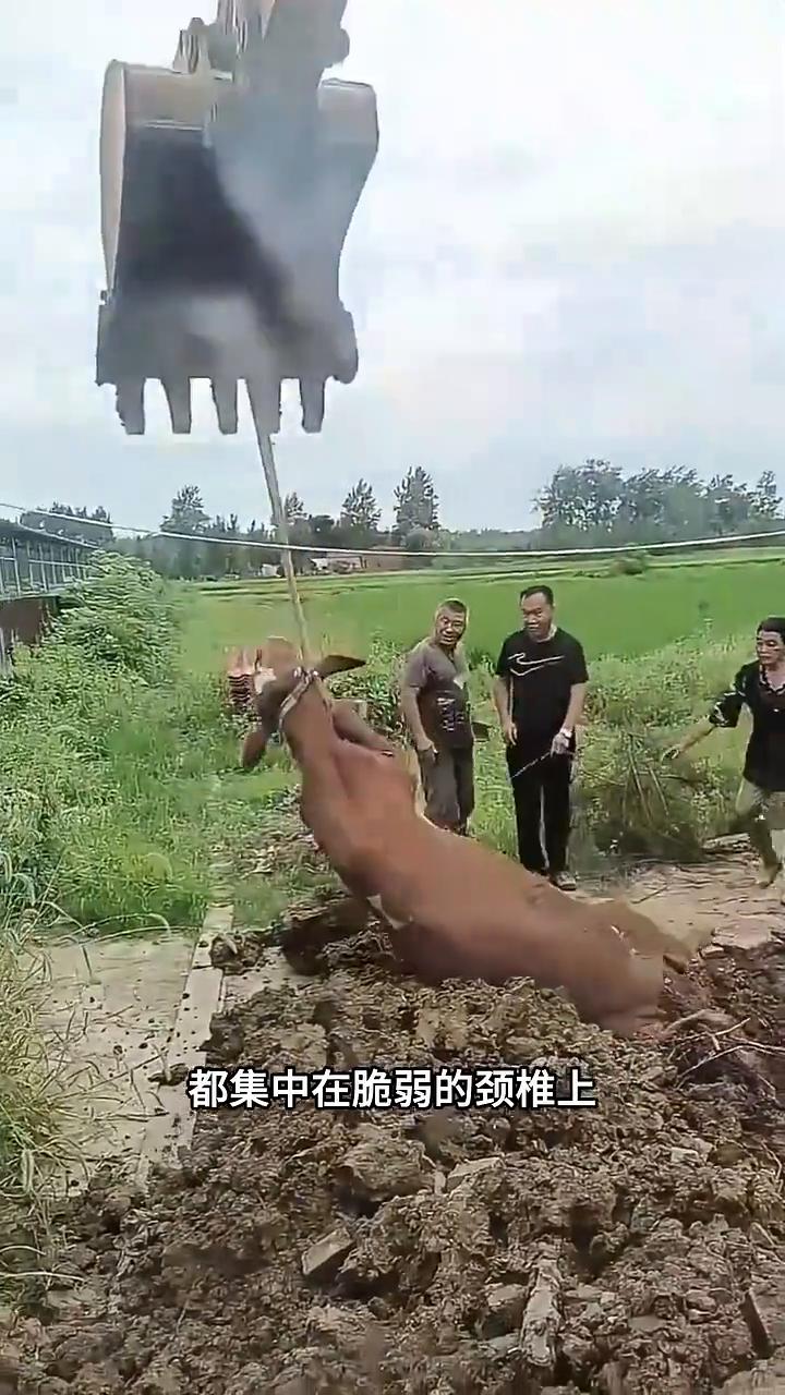 牛因墙间救援悲剧。
注意看，一头牛意外卡在墙缝之间，救援者将绳索直接系在牛的脖子