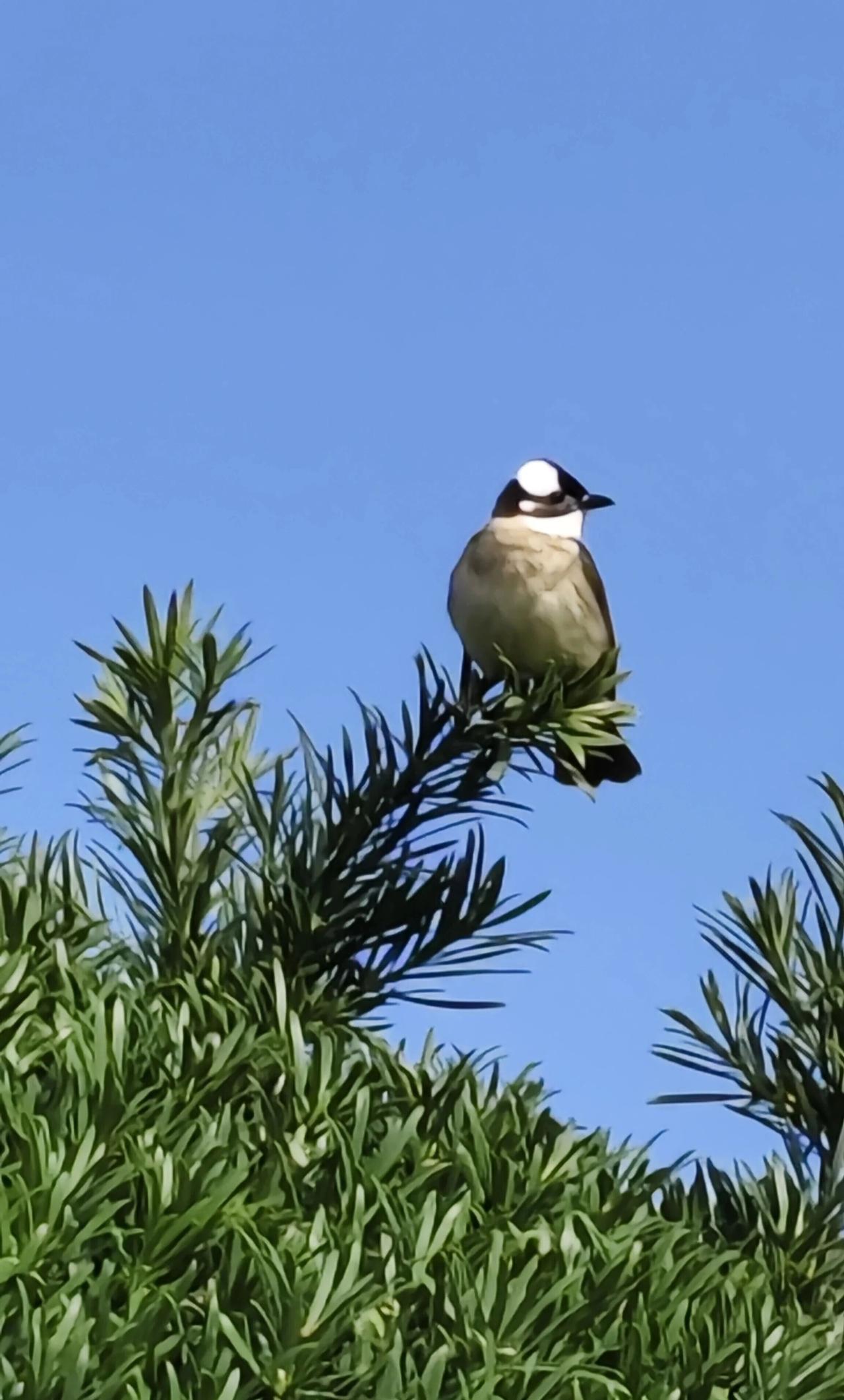 白头翁常被用来比喻鹤发童颜的老人家，象征长寿安康。像它羽毛黑白相间的特点，既呼应