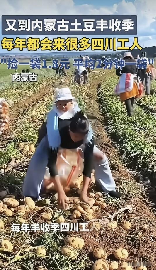 今天看在内蒙捡土豆的视频，尤其是看着妈妈背孩子去干活，说实话我想流泪，背孩子背一