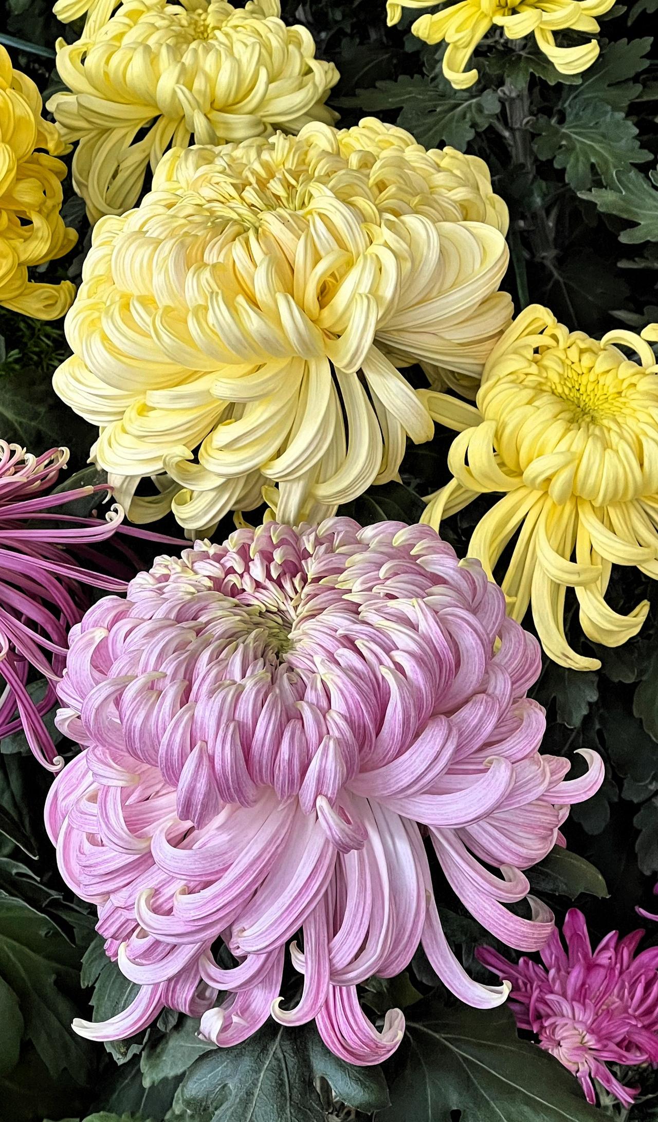 【原创】冬日赏菊：梦幻的菊花，粉黄相间，靓丽迷人，美不胜收！🌸💕