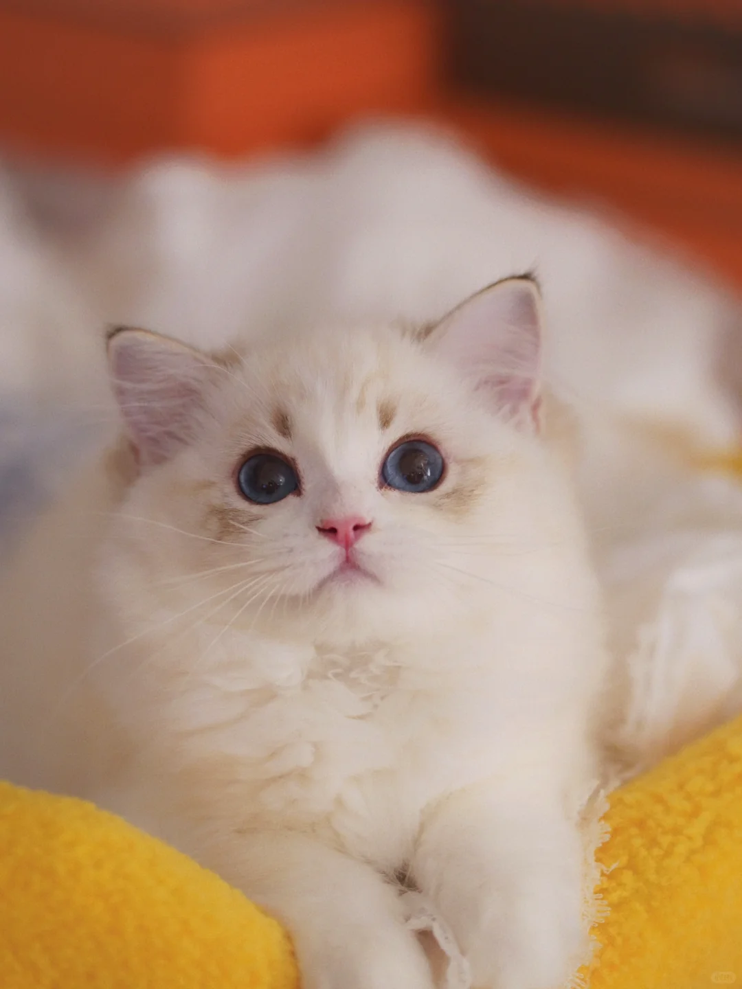 KERR布偶猫｜娃娃脸noomi🏠