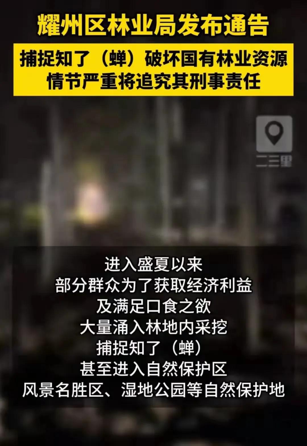 陕西林业局已经开始禁止捕捉知了，而且还将会追究其刑事责任。如果这个规定推广到全国