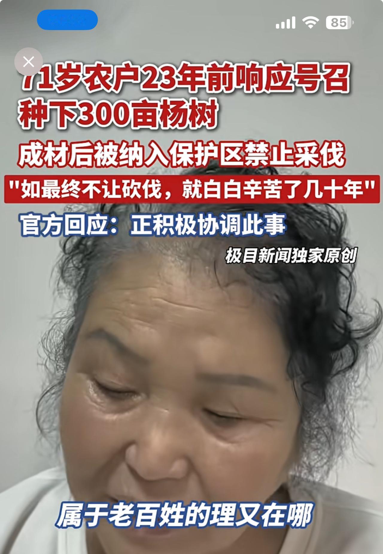 71岁农妇，23年前栽300亩杨树，成材后被纳入保护区禁止采伐！气得老泪纵横。
