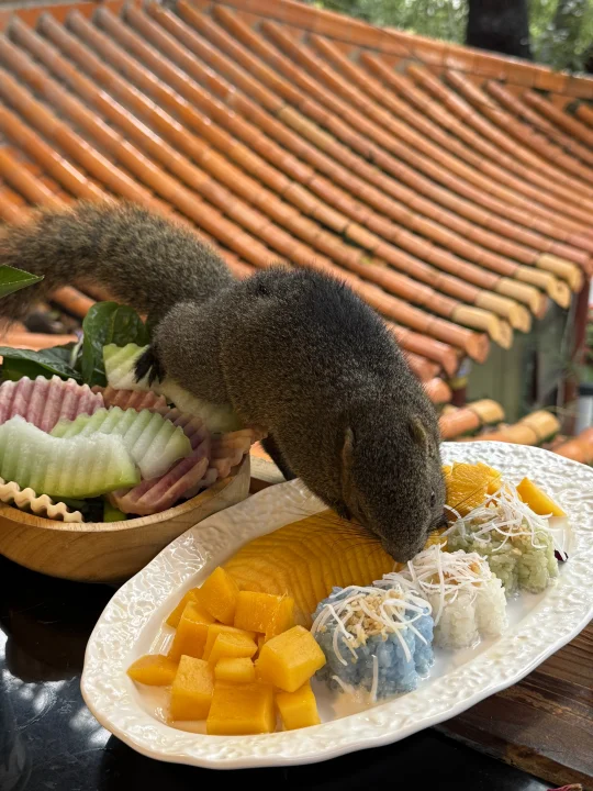 翠湖的小松鼠偷感十足！！！