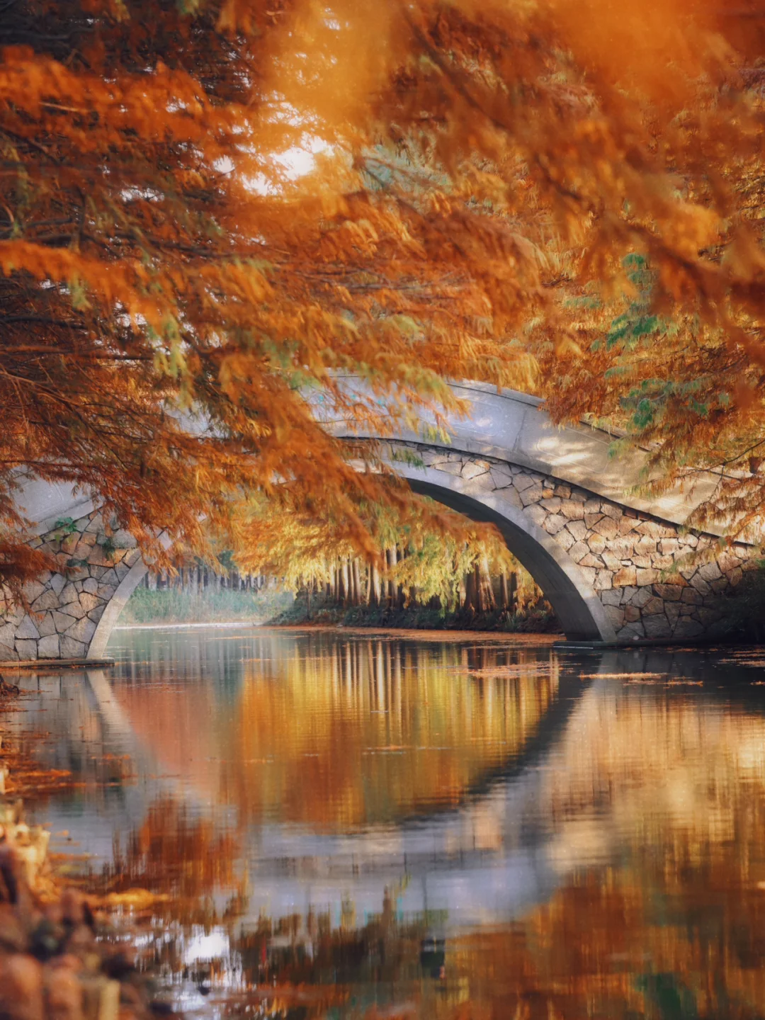 啊啊啊啊~不是吧~苏州这里的水杉也太美了吧