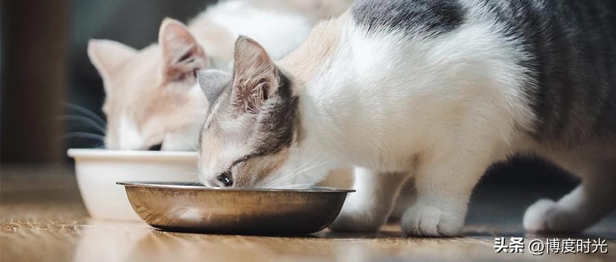 如今科技愈发强大
连喂猫都有了人工智能的身影
不同猫对猫粮需求各异
人工智能能依
