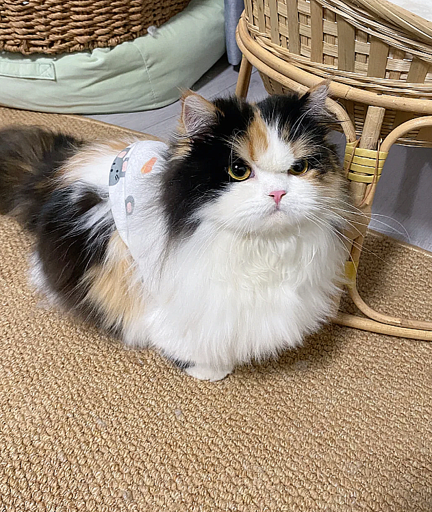 怎么办？好像是生气了！在它的地盘，我是不是应该表现的主动点，道个歉什么的？[笑哭