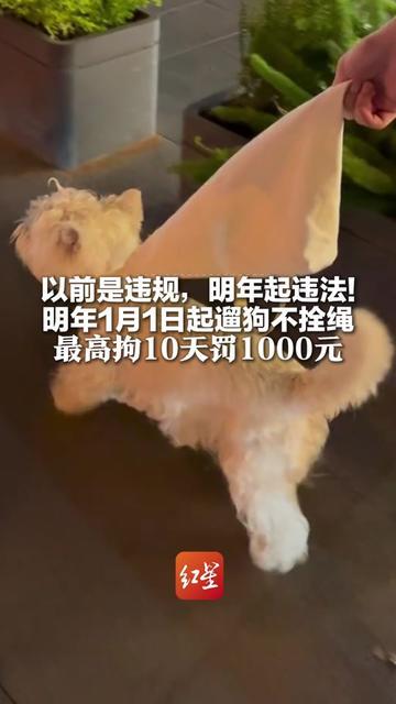 你有没有被不拴绳的狗追着跑，狗主还嘴硬说我家狗不咬人？
明年起，这句话再也镇不住