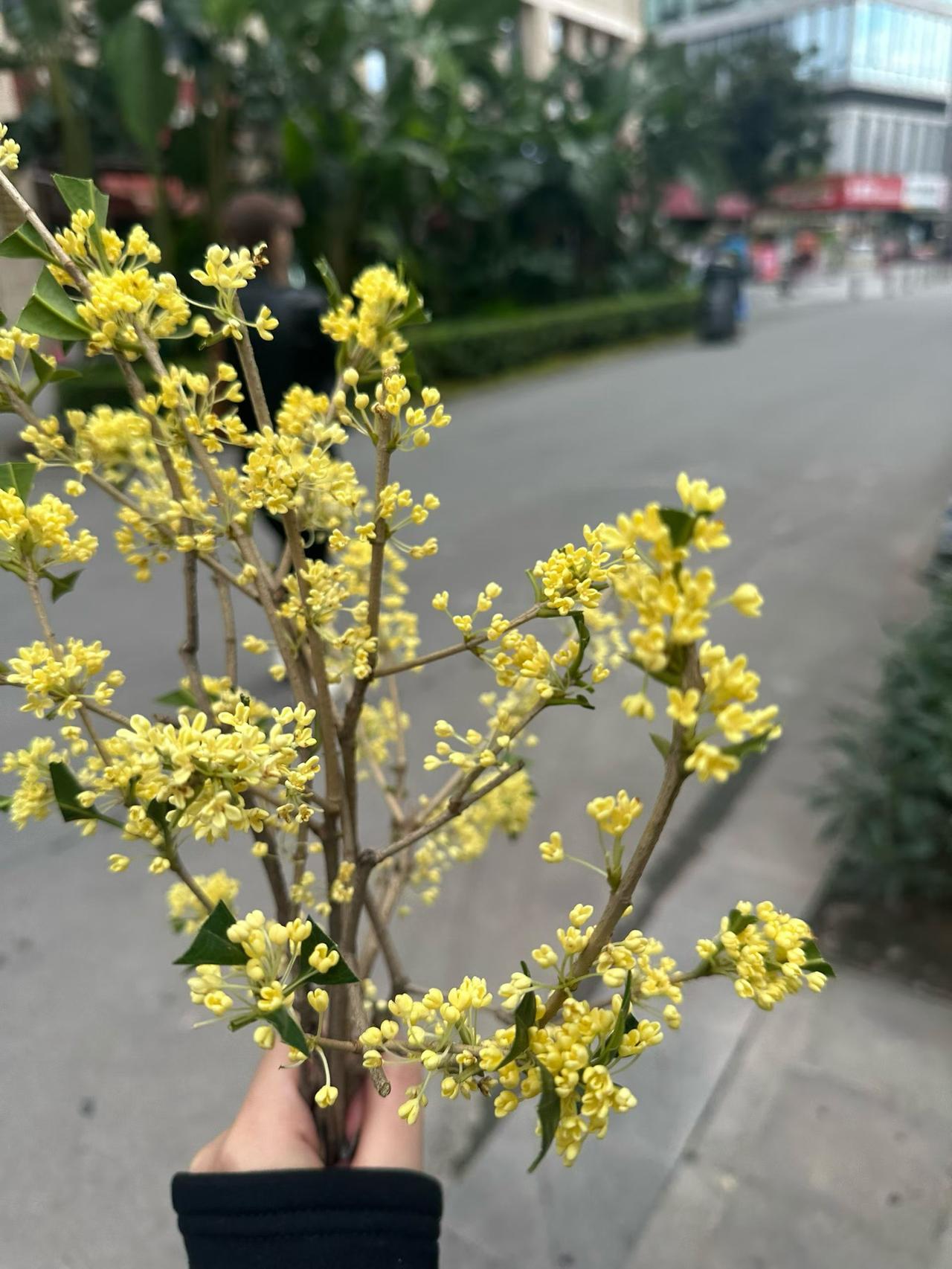 秋天的气息是独特的，空气中弥漫着桂花的清香，让人闻之如沐春风。还有那雨后的清新，