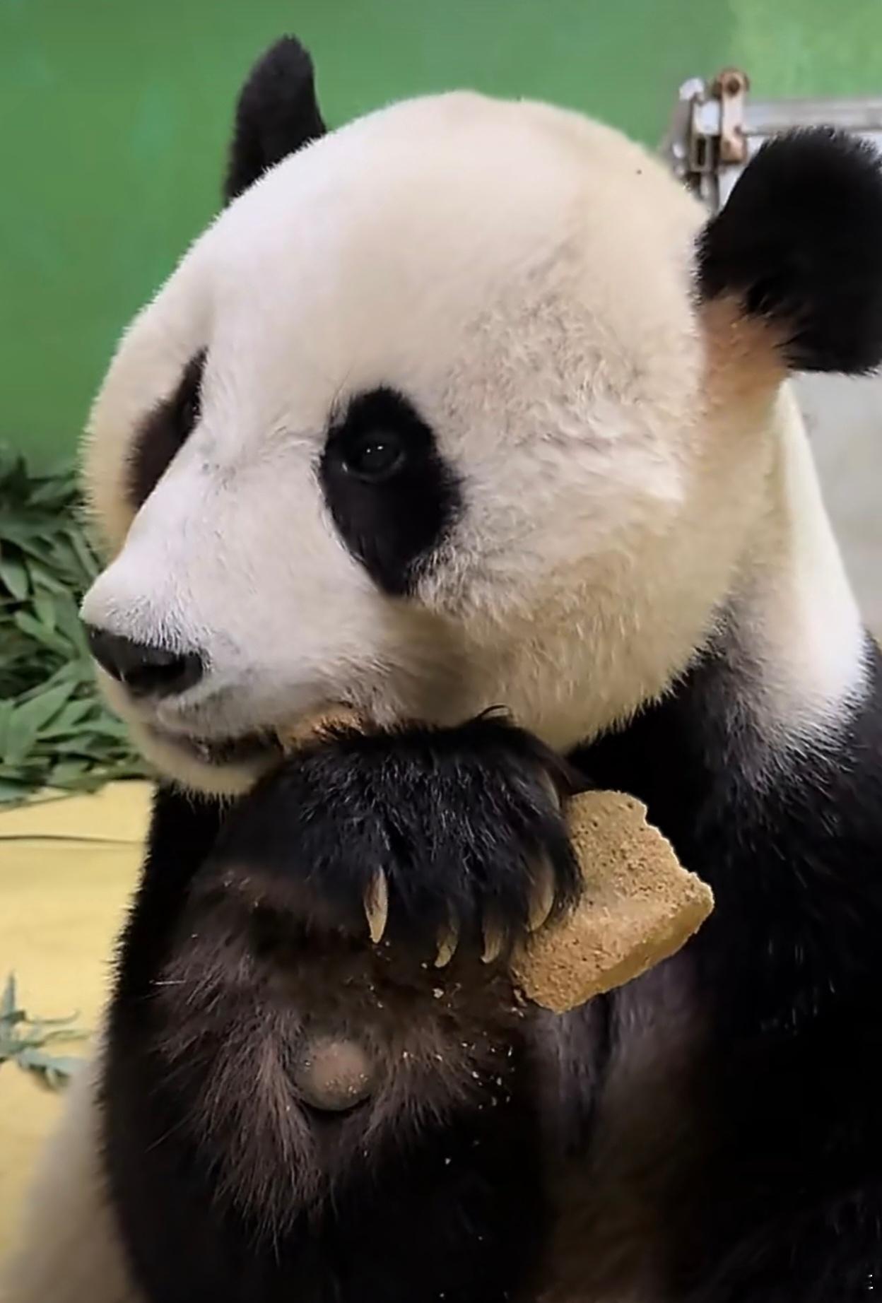 大熊猫家和去世多可爱的熊猫怎么就去世了，好突然，再也看不到它吃竹子、卖萌了一路走