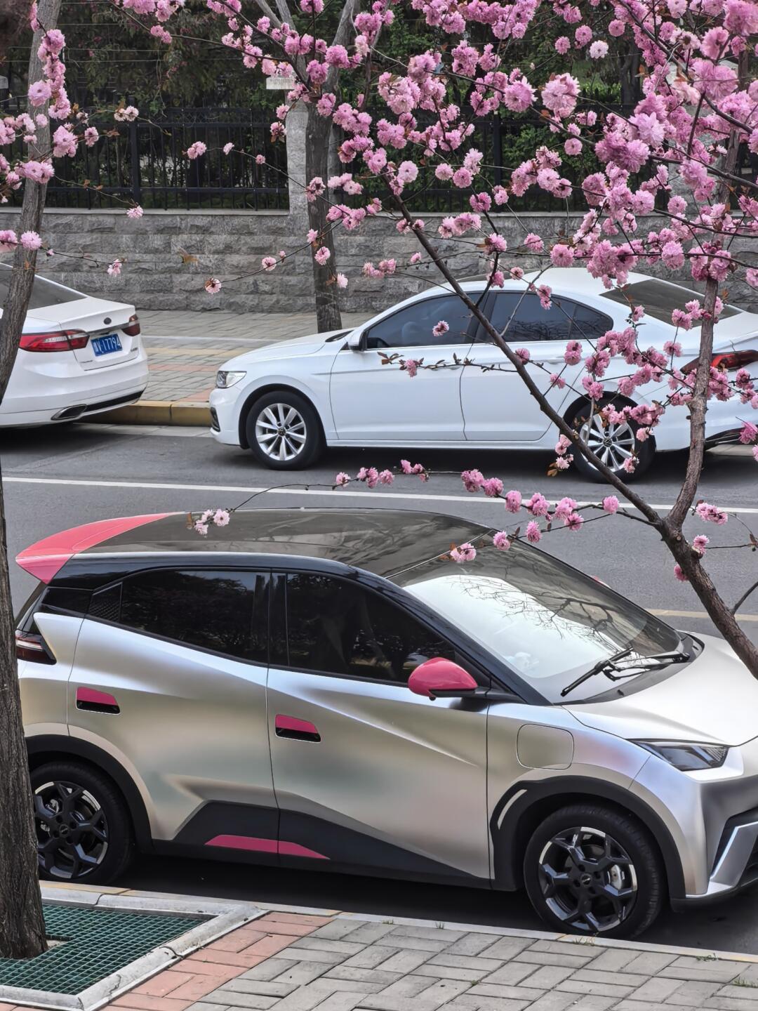 比亚迪海鸥x樱花，轻微做些改装，颜值直线上升。 
