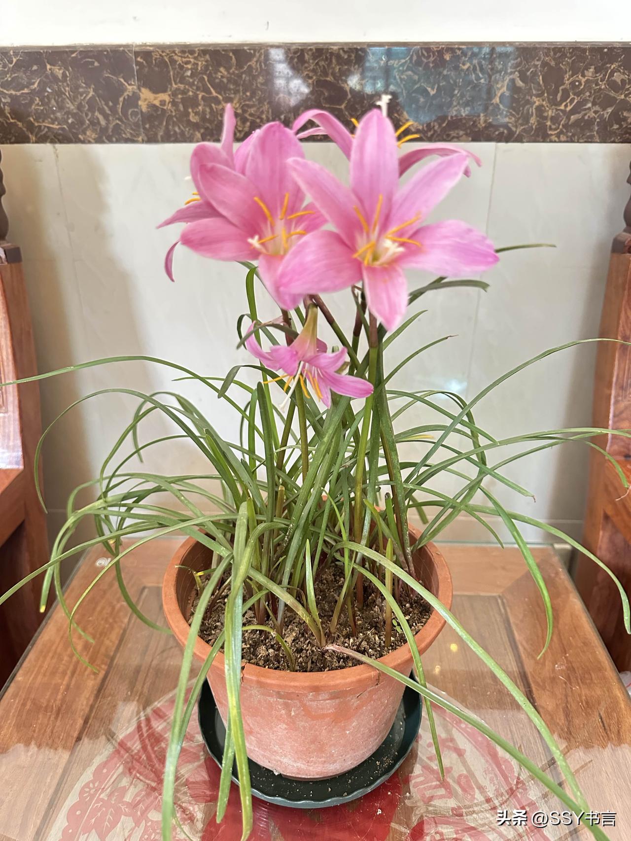细叶托着粉嫩花朵，风雨兰如约盛开，平凡日常里藏着触手可及的夏日浪漫。