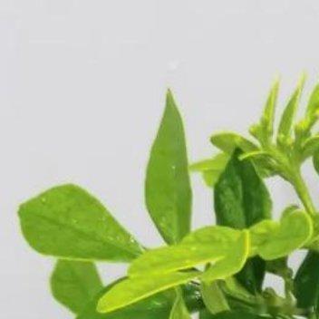 有一种人生，虽经历千回百转，依然生动。拉开人生舞台的帷幕，听流年如歌，或悲或喜，