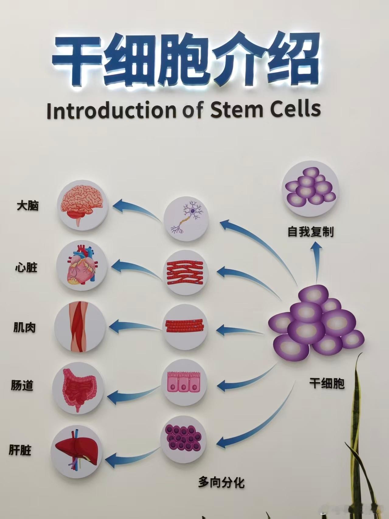 东莞松山湖周末科普秀周末遛娃新玩法！科普细胞库里藏着大惊喜：液氮让金鱼“暂停”又
