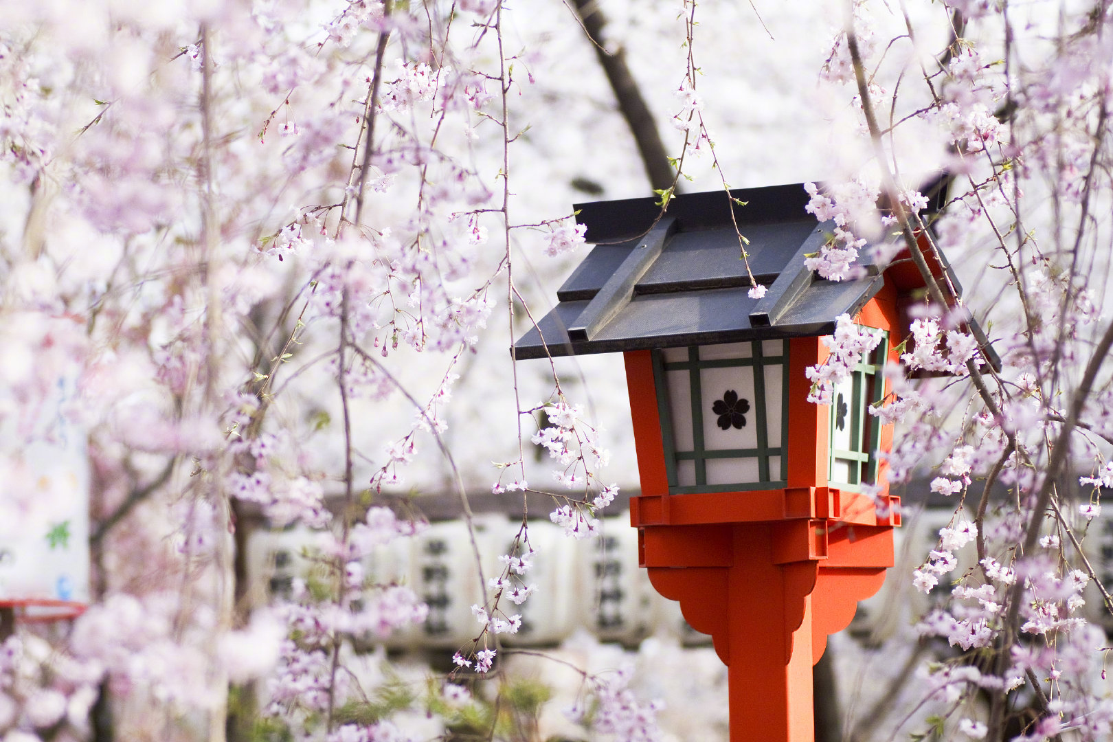 为什么你的名字像四月的蔷薇，为什么所有的故事都如九月的江水。——简媜 《女儿红》