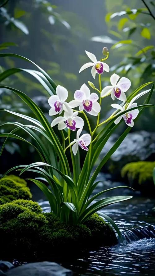 上联：凌波映月，水养仙姿，不染尘氛含静气。
下联：空谷摇影，砾培精神，簇生石径吐