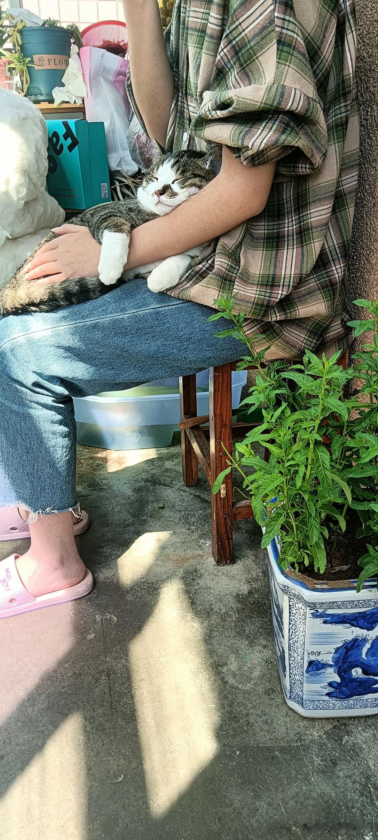 春困小猫的治愈时刻

午后阳光正好，一位穿着格子衬衫的年轻人静静坐着，怀里抱着一