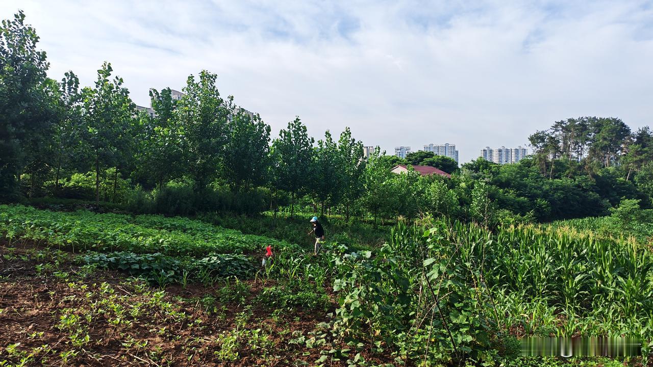 请对下联。
上联：炊烟一缕家园梦
下联：皎月半轮故地情
         （下联