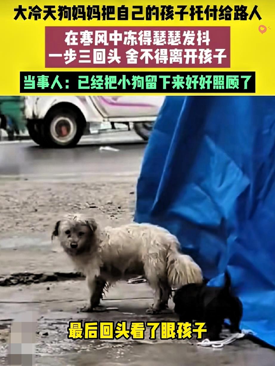 看哭了！
谁能想到一只流浪狗妈妈，会用这样孤注一掷的方式，给孩子谋一条生路。
