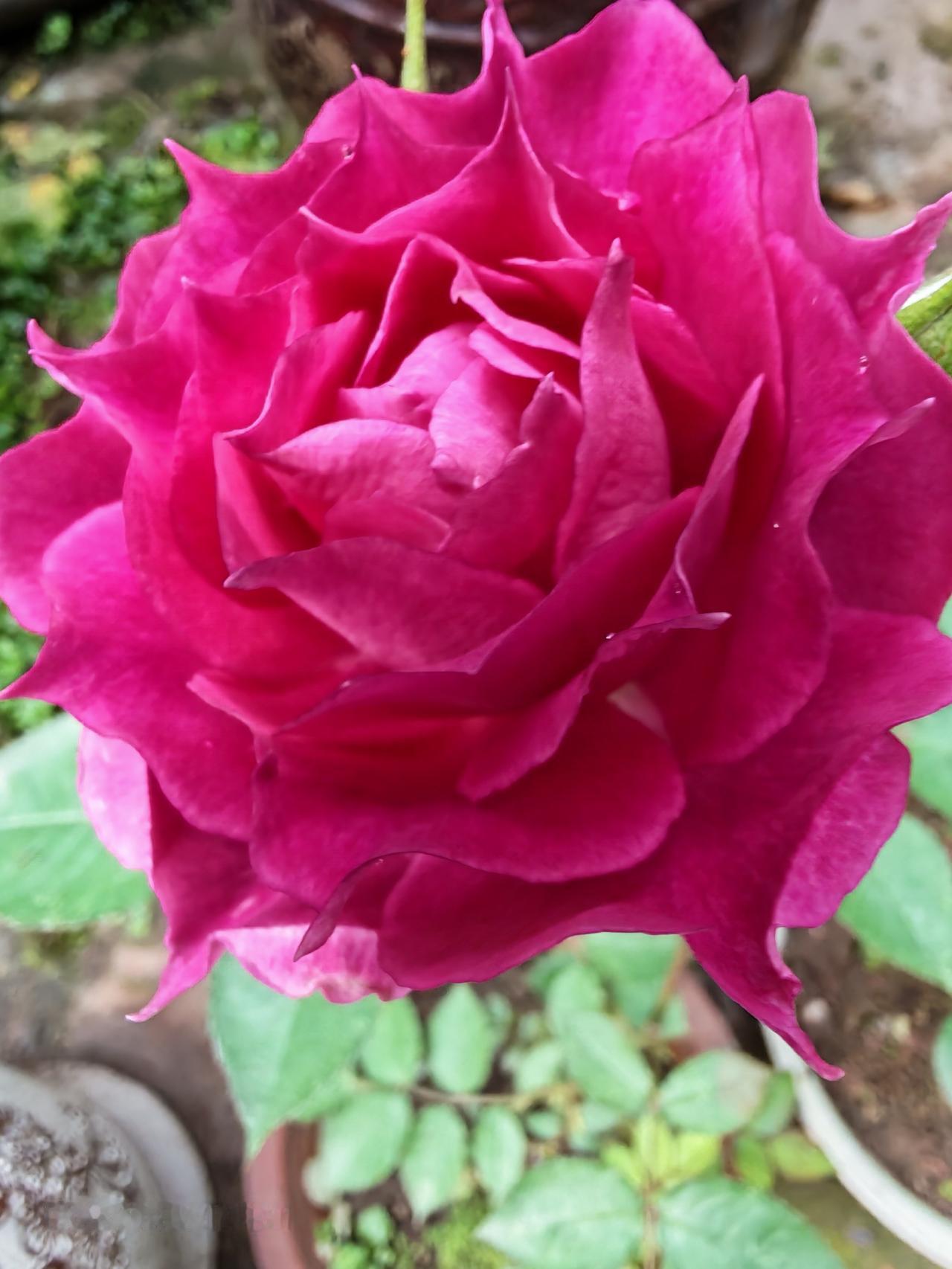 每天早上起床后的第一件事，就是去我的后花园赏花，看见自己亲手种的花儿开得艳艳的，