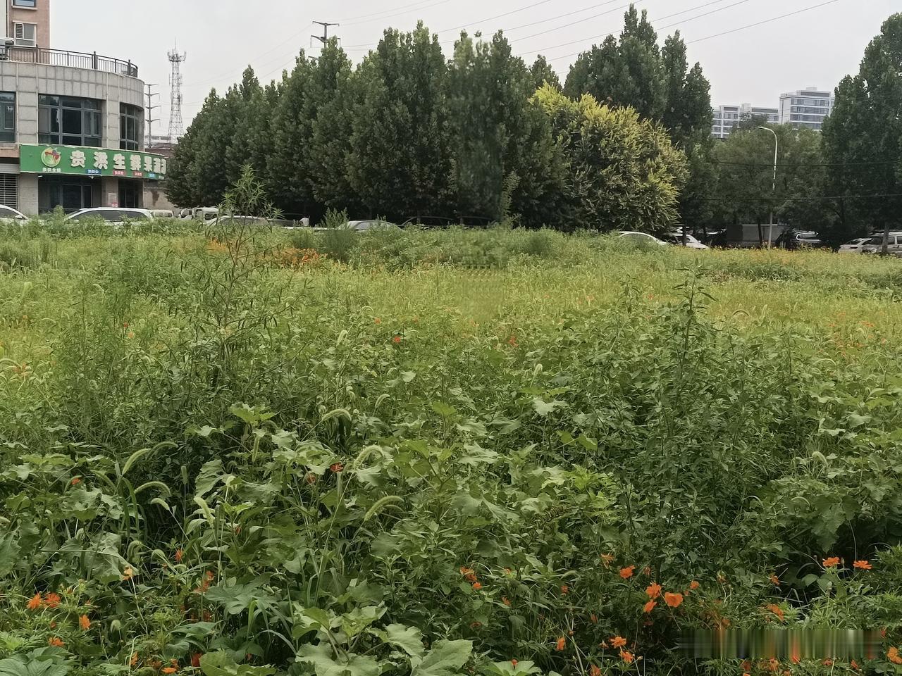 雨中，偌大的硫华菊花海景观……

※硫华菊，硫华菊又名黄秋英、硫磺菊‌，是菊科秋