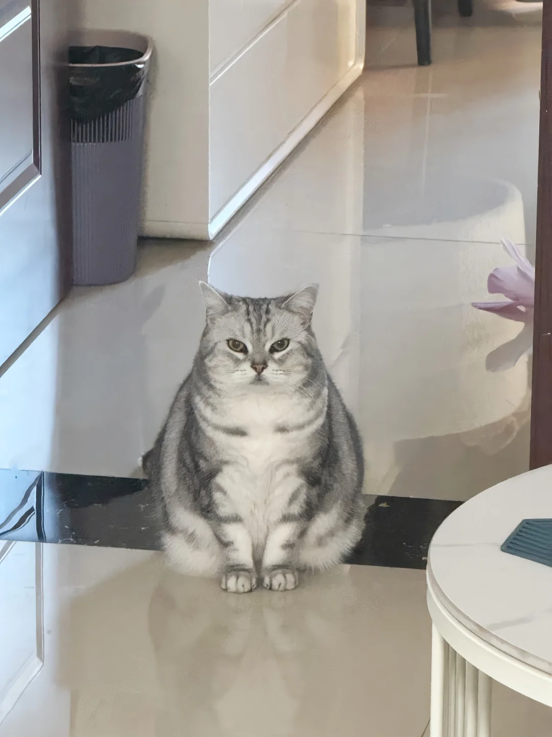 🐱：又去上你的破班了
