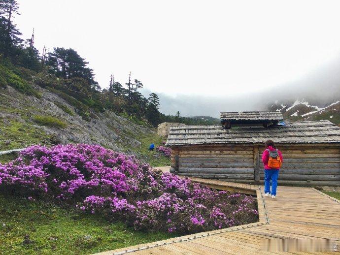 #云南旅行#云南香格里拉高山杜鹃。via 巴拉格宗风景名胜区 ​​​