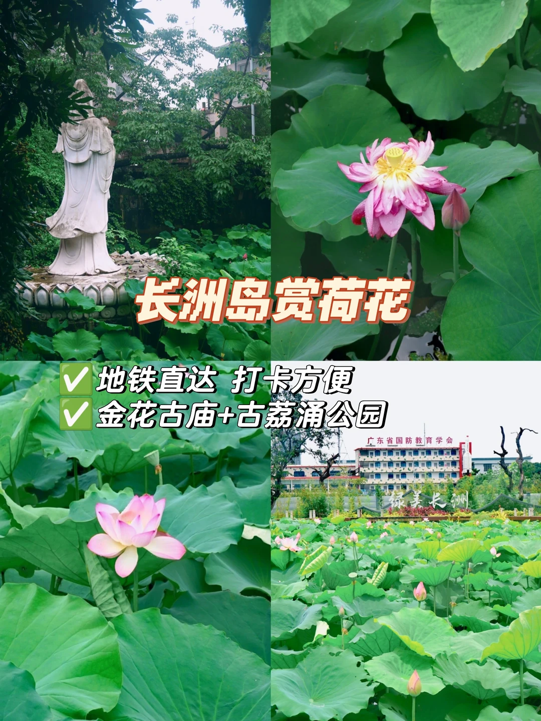 广州长洲岛|夏日荷花开🪷（附打卡路线）