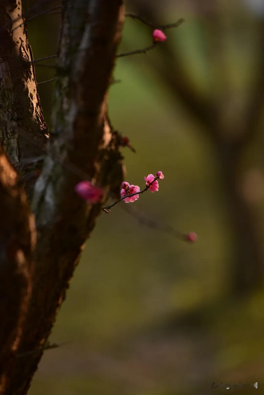 春风吹花落，花落知多少。公园梅花随手拍