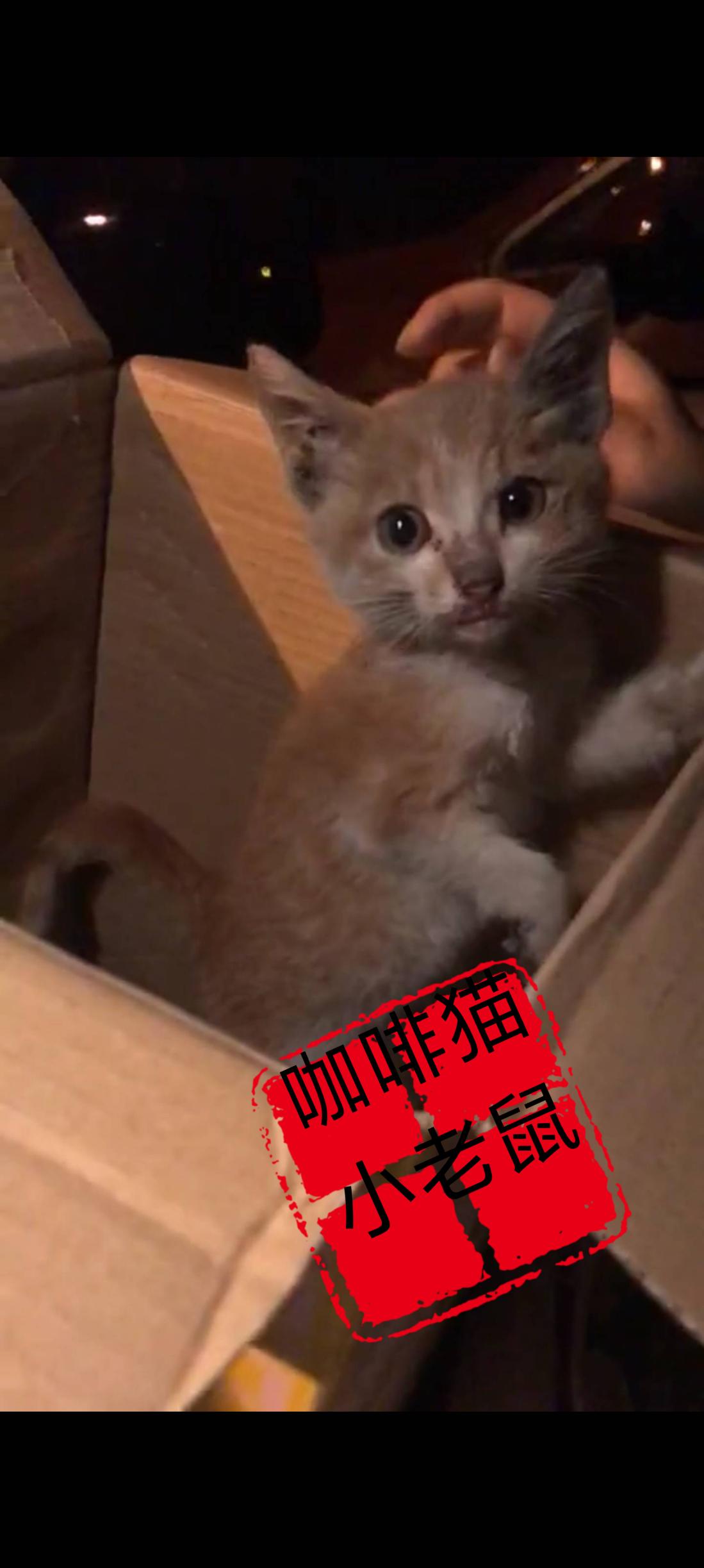 感谢之前主人的遗弃，才让这只骨瘦如柴邋遢的流浪猫找到了另一个疼爱她的主人！

面