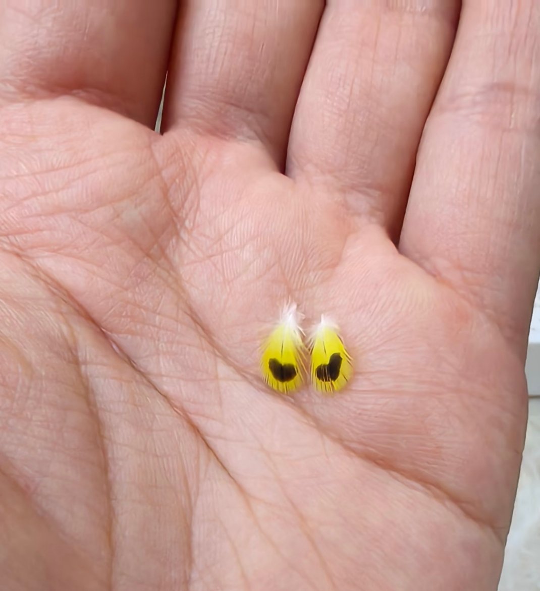 啊啊啊谁懂！小鸡送我了一对爱心！ 