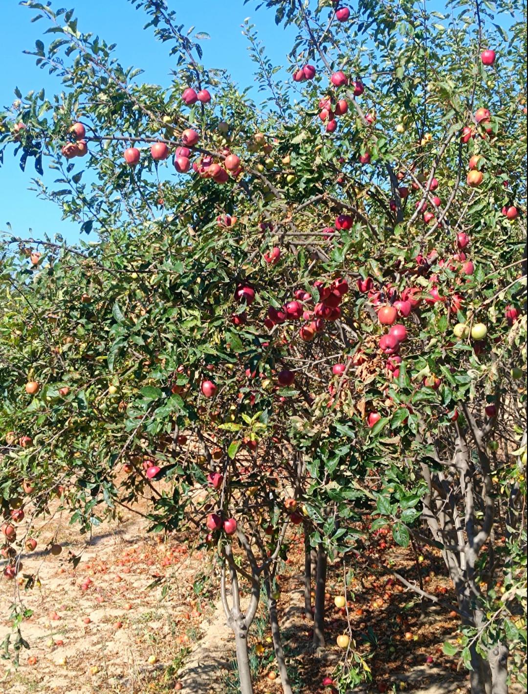 苹果快烂地里了，好可惜这还只是一块地里的，这周围好几十亩地都是苹果树，果子看着长
