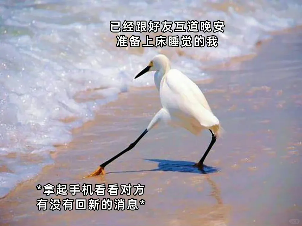 今日份meme