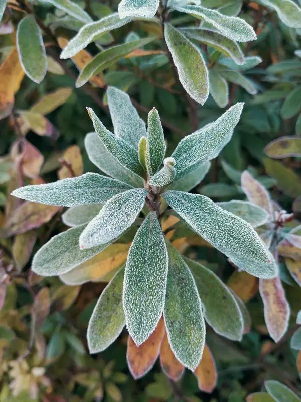 上联：秋霜催黄叶，诚邀下联春风迎绿茶