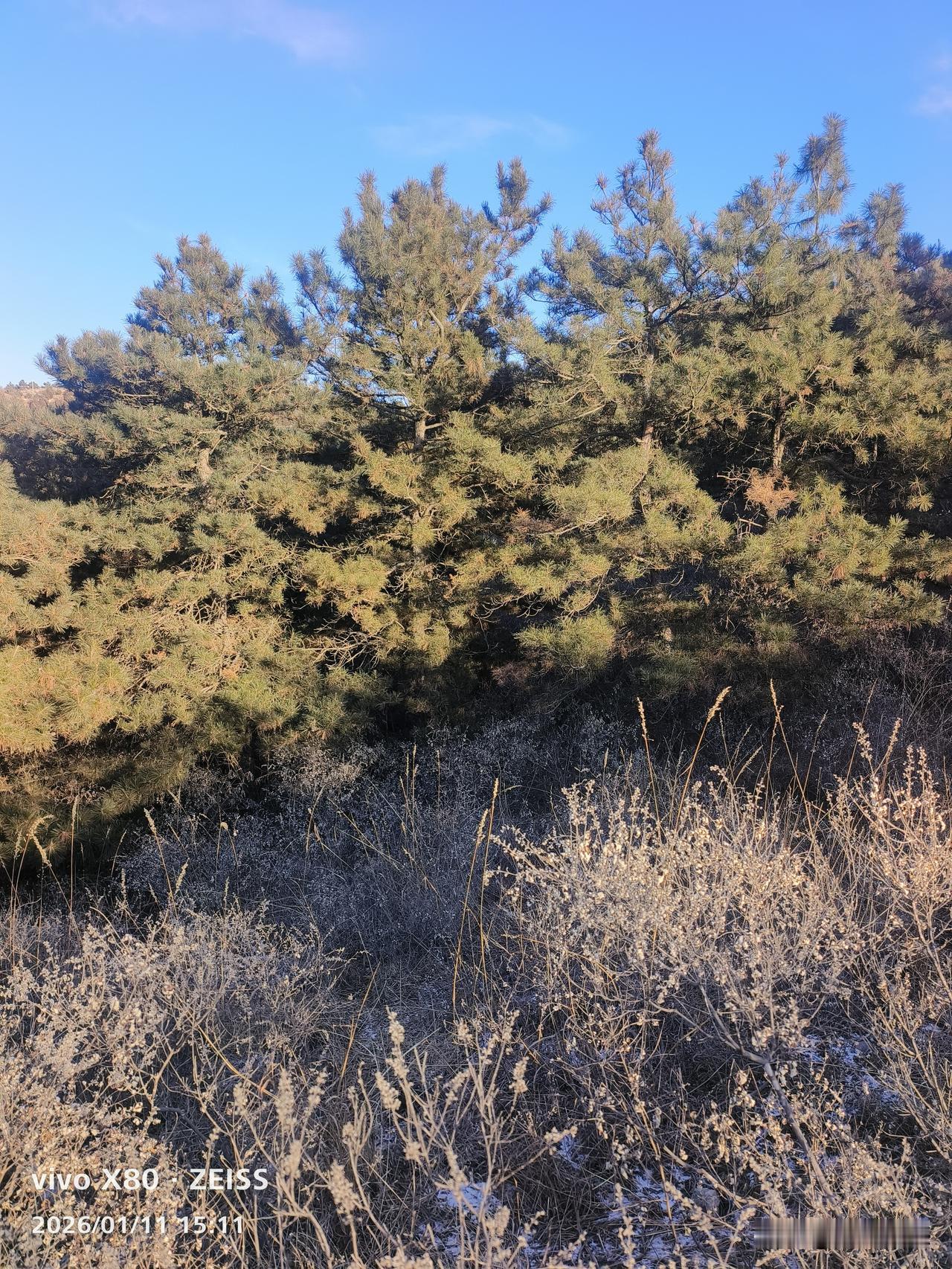 一半绿，一半黄，一会儿冷嗖嗖，一会儿暖洋洋，这就是北方冬天的模样！