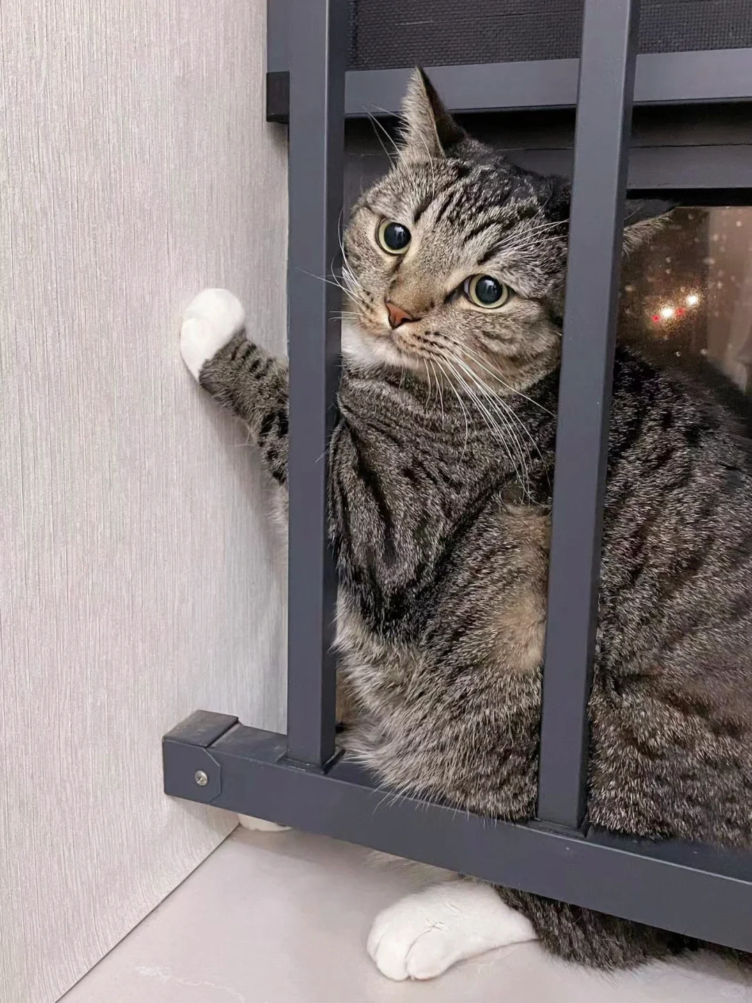 家里一来人我的猫就这样...