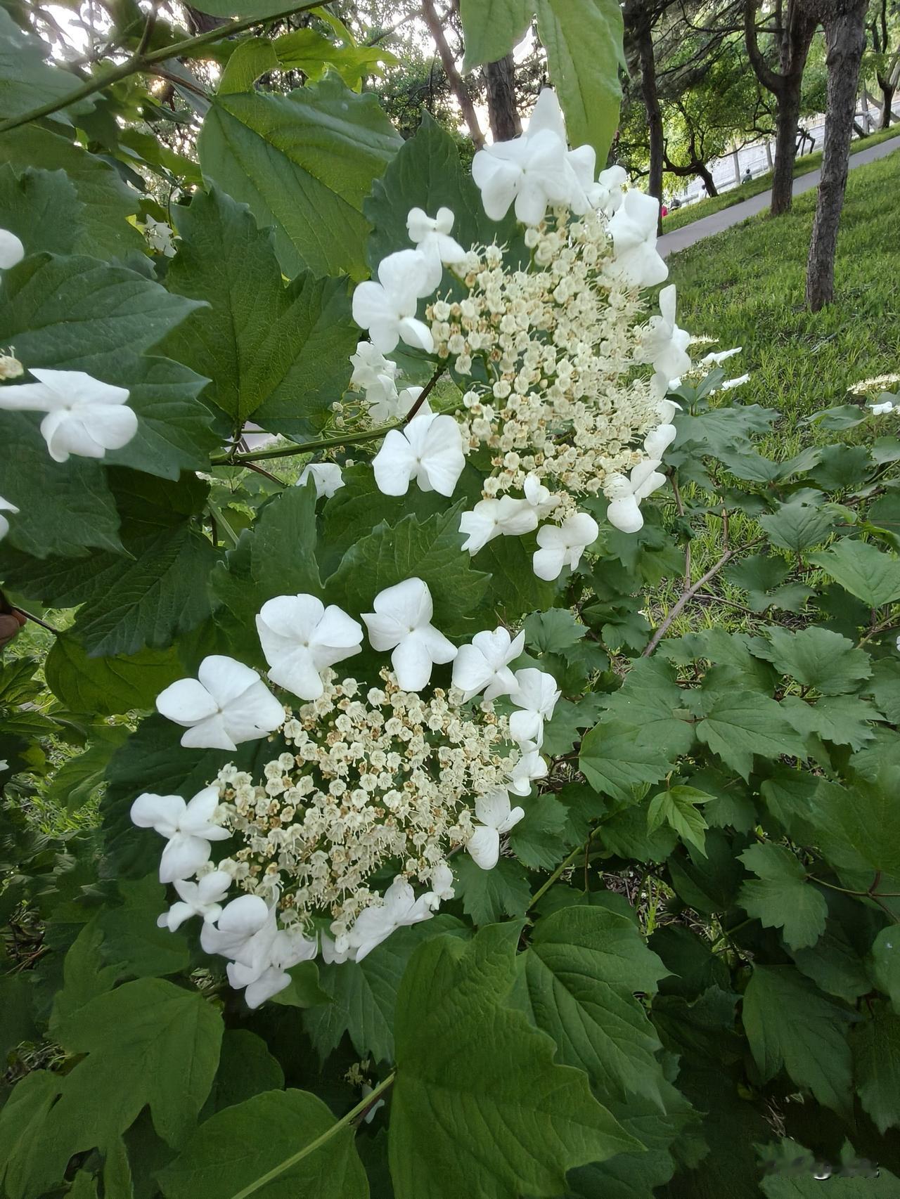 ＃每日赏花＃
鸡树条（天目琼花）
鸡树条素雅的花朵宛如一个个白色的瓷碟子，恰似在